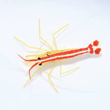 Cleaner Shrimp - Lysmata amboinensis