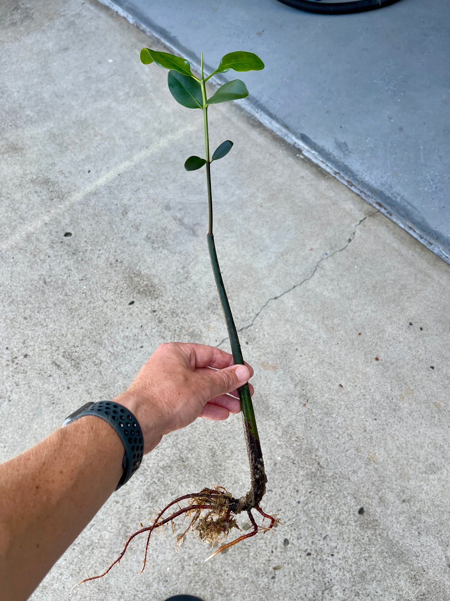 Mangrove With Leaves and Roots