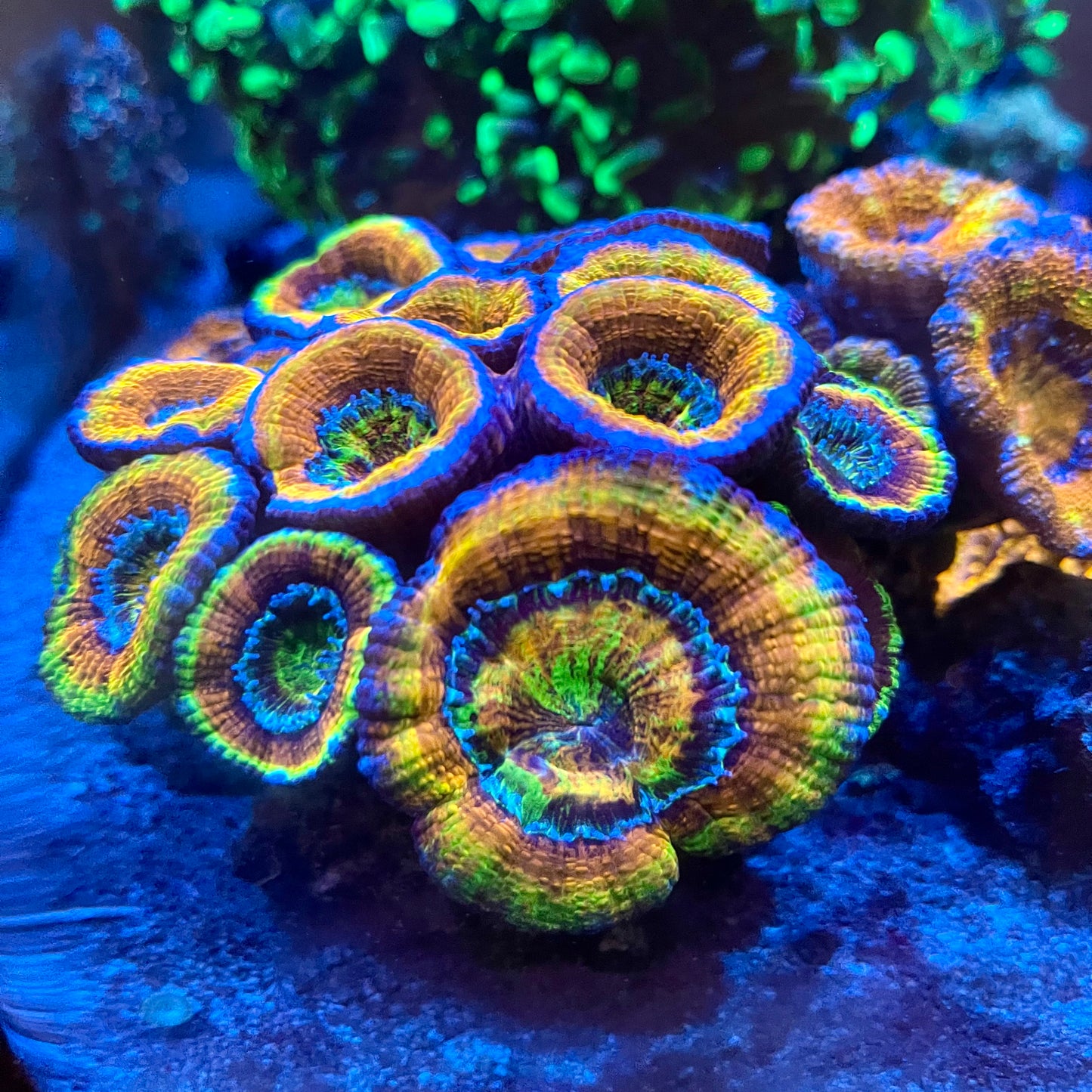 Rainbow Acan