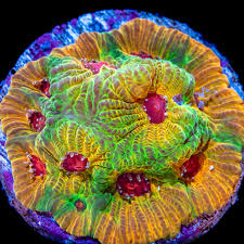 Fascination Favia