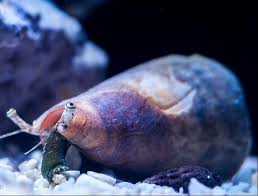 Sand Tiger Conch