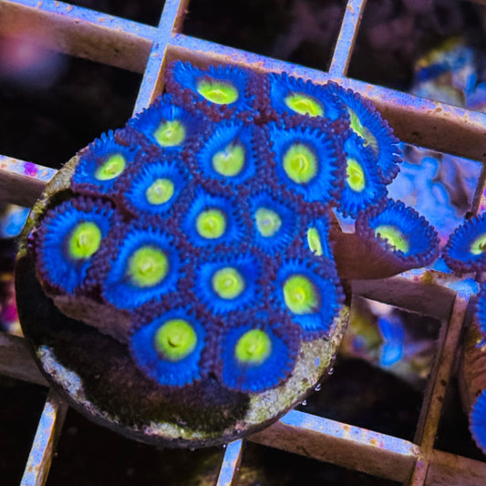 AOI Zoanthids