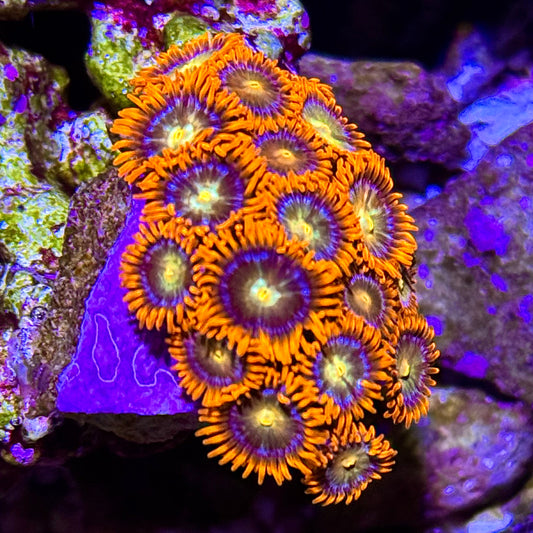 Gatorade Zoanthids