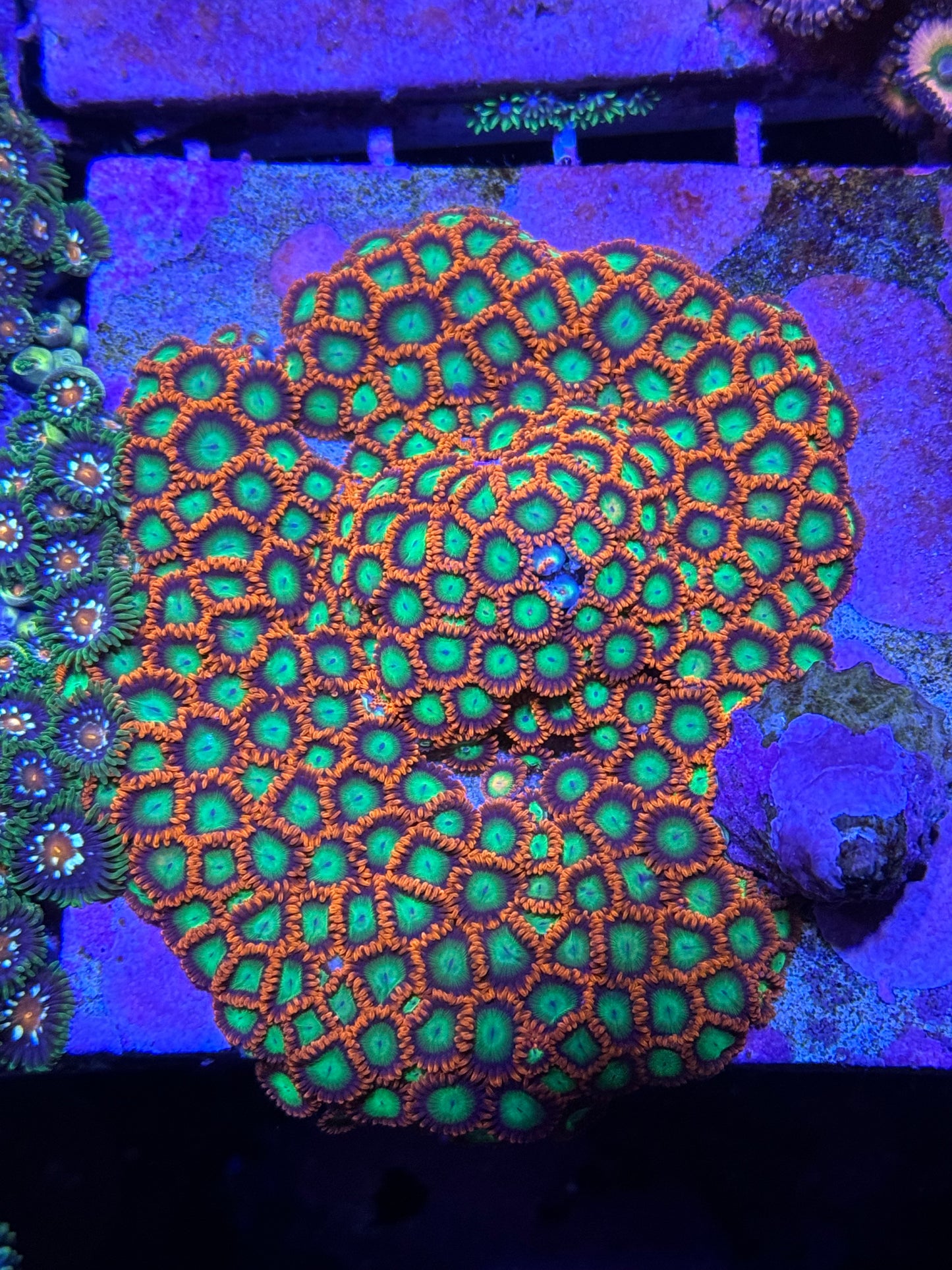 Goblins On Fire Zoanthids