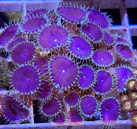 Purple Death Palythoa