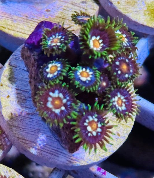 Daisy Cutters/Stargazer Zoanthids