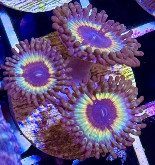 Sonic Flare Zoanthids