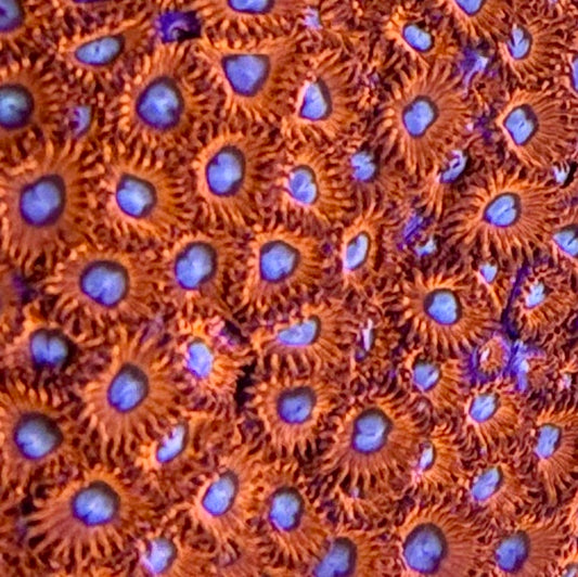 Charmander Zoanthid