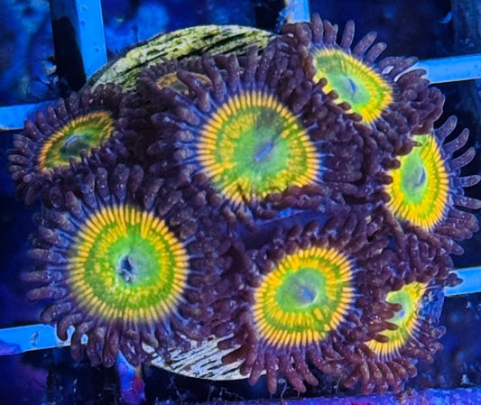 Sunny D Zoanthids