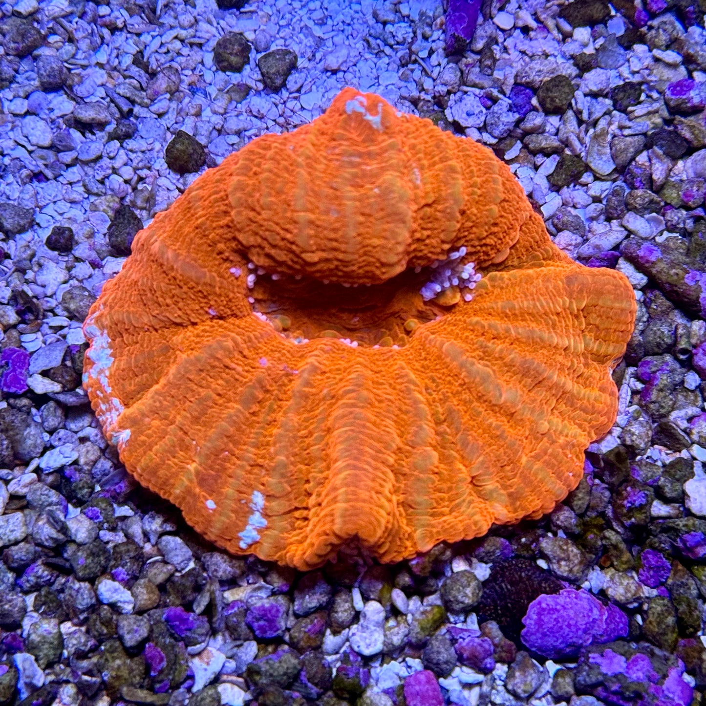 Aussie Red Scolymia