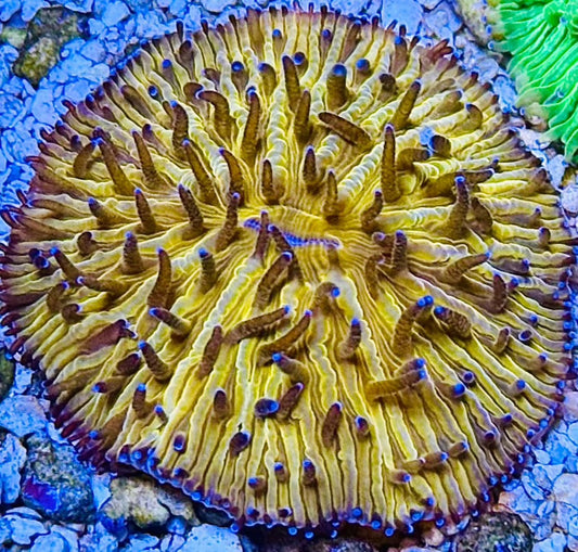 Orange Helmet Plate Coral