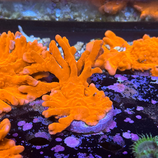 Orange Setosa