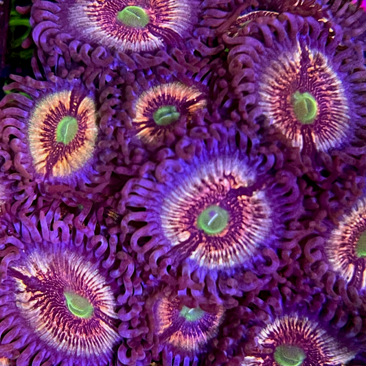 Motley Crue Zoanthids