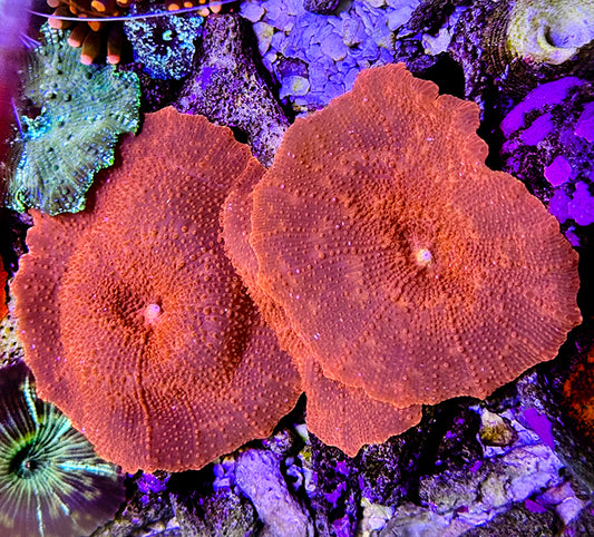 Red Mushroom Discosoma