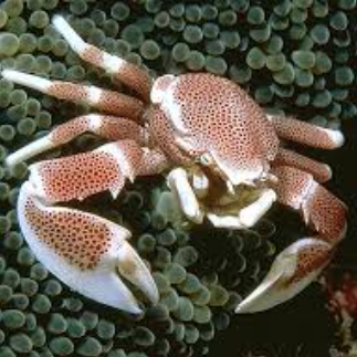 Porcelain Anemone Crab - Neopetrolisthes sp.