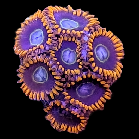 Rainbow Hornet Zoanthids