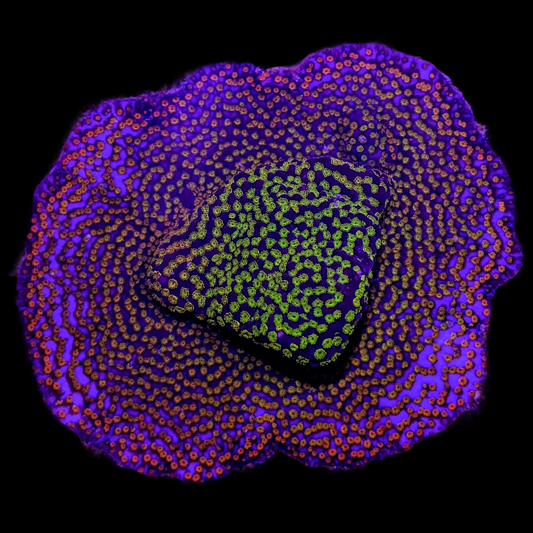 Rainbow Montipora