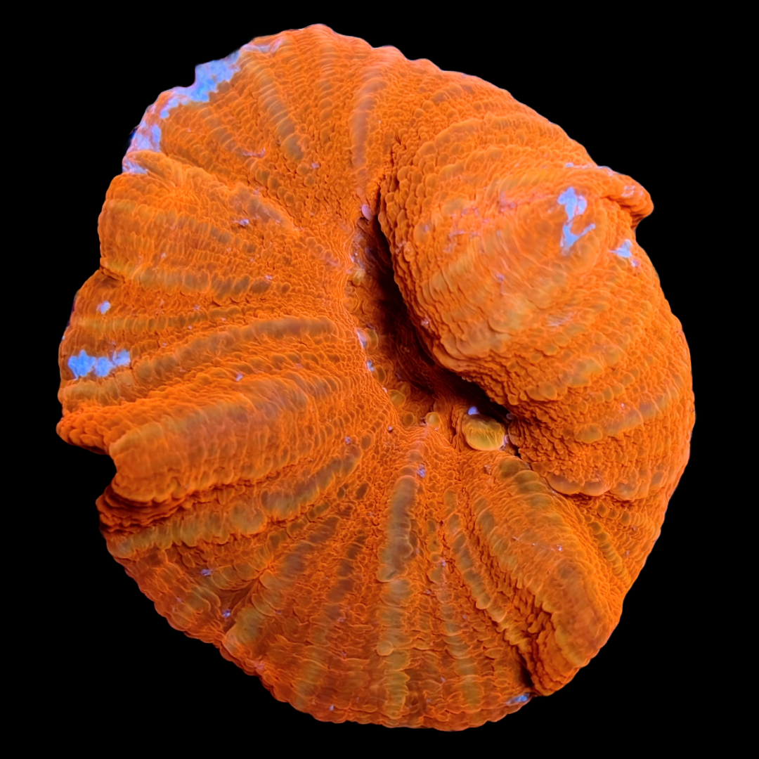 Aussie Red Scolymia