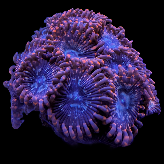 Utter Chaos Zoanthids