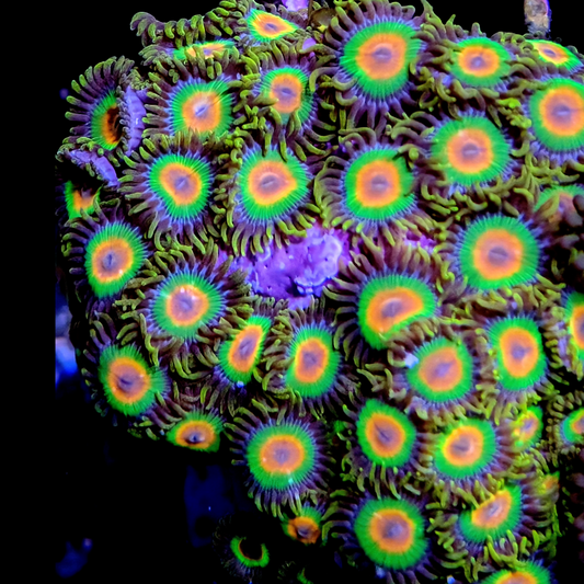 Rasta Zoanthids