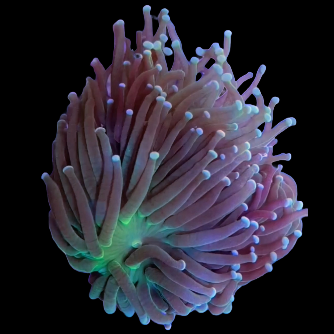 Australia Torch Coral