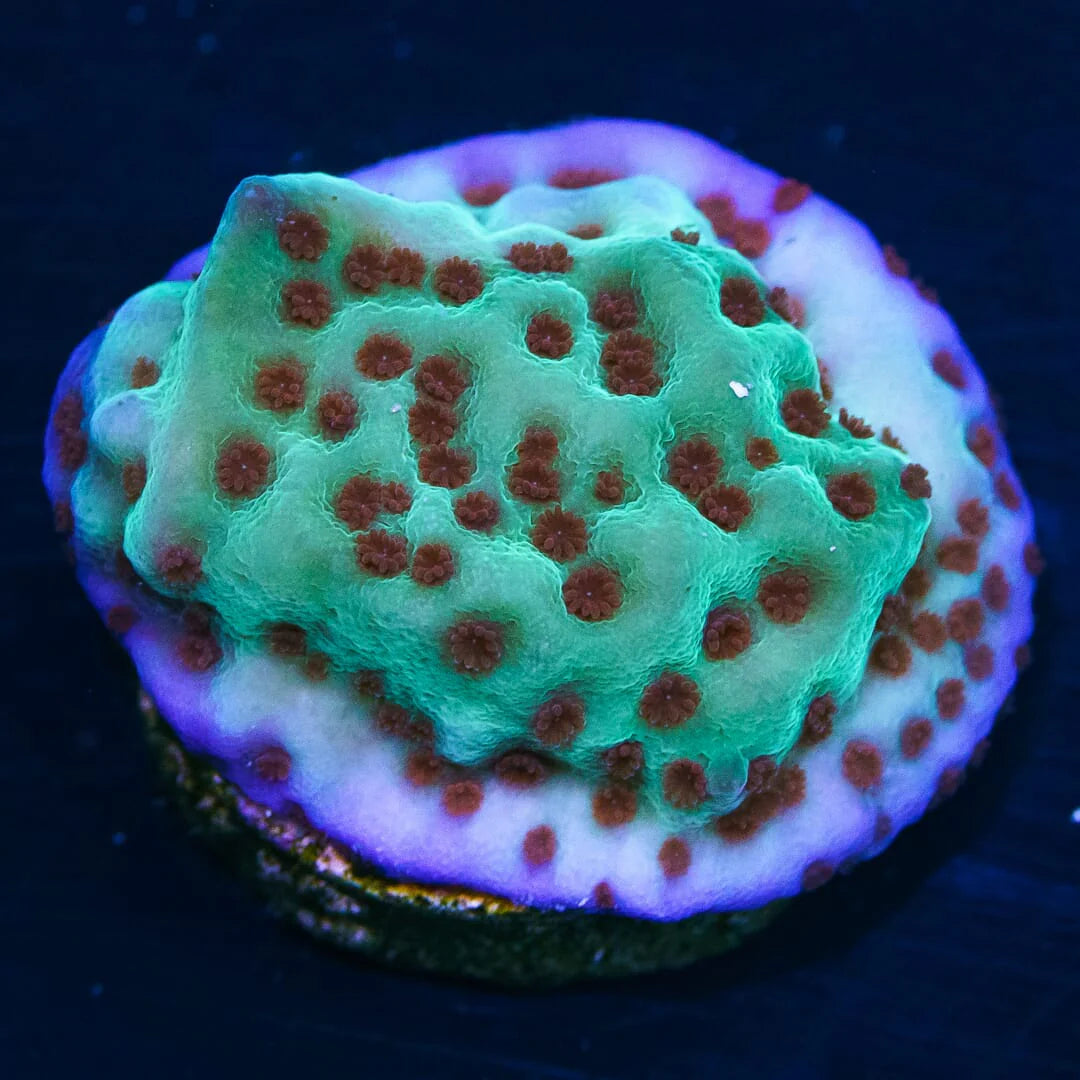 Jedi Mind Trick Montipora