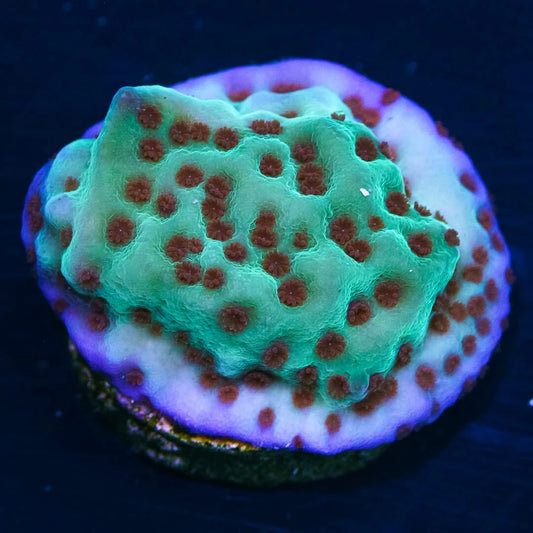 Jedi Mind Trick Montipora