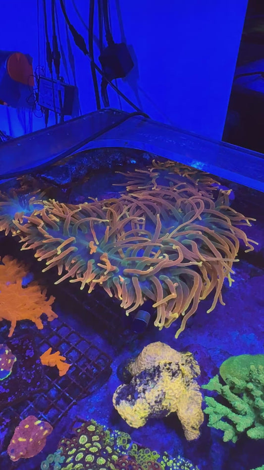 Colorado Sunburst Bubble Tip Anemone (Entacmaea quadricolor)